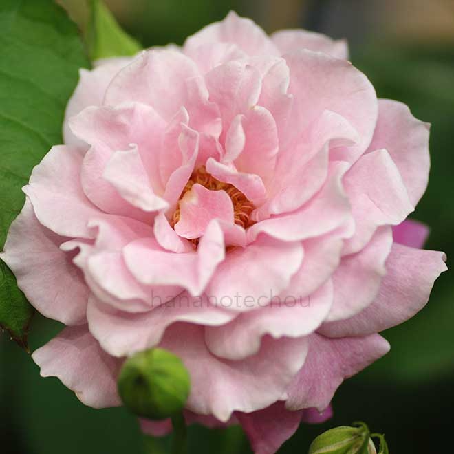 バラ サイレントラブ｜花の手帖の薔薇図鑑