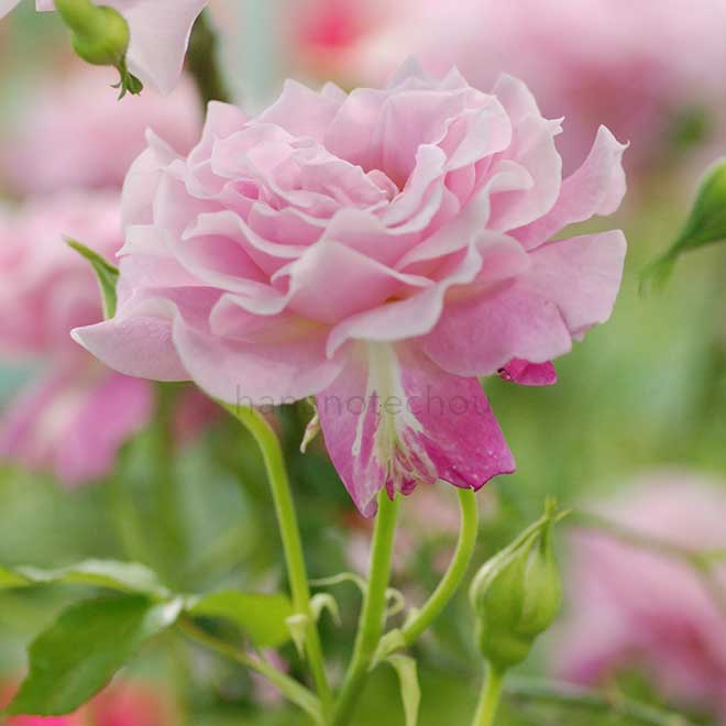 バラ サイレントラブ｜花の手帖の薔薇図鑑