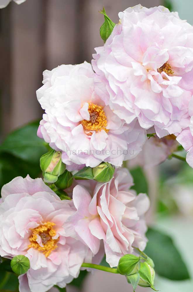 バラ サイレントラブ｜花の手帖の薔薇図鑑