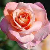 バラ シルバ｜花の手帖の薔薇図鑑