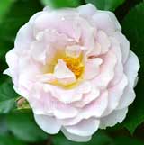 バラ シルバー クラウド|花の手帖の薔薇図鑑