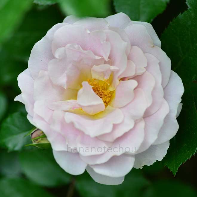 バラ シルバー クラウド｜花の手帖の薔薇図鑑