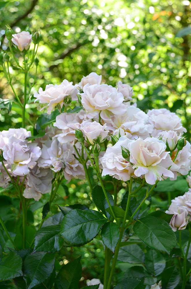 バラ シルバー クラウド｜花の手帖の薔薇図鑑