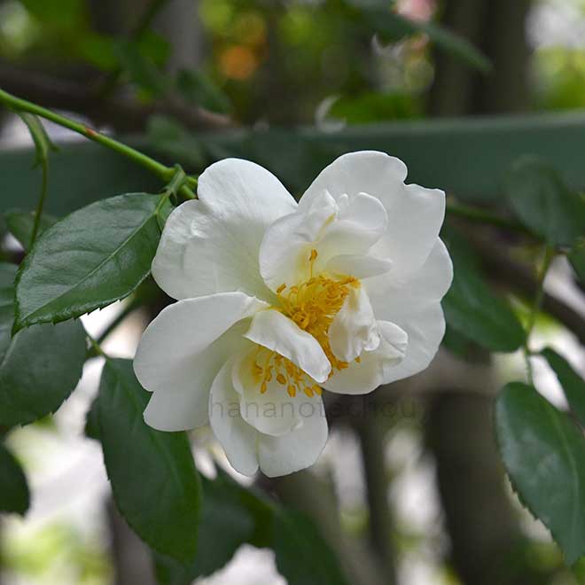 バラ シルバームーン|花の手帖の薔薇図鑑