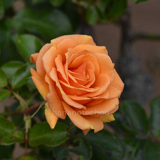 バラ シンプリー ザ ベスト｜花の手帖の薔薇図鑑