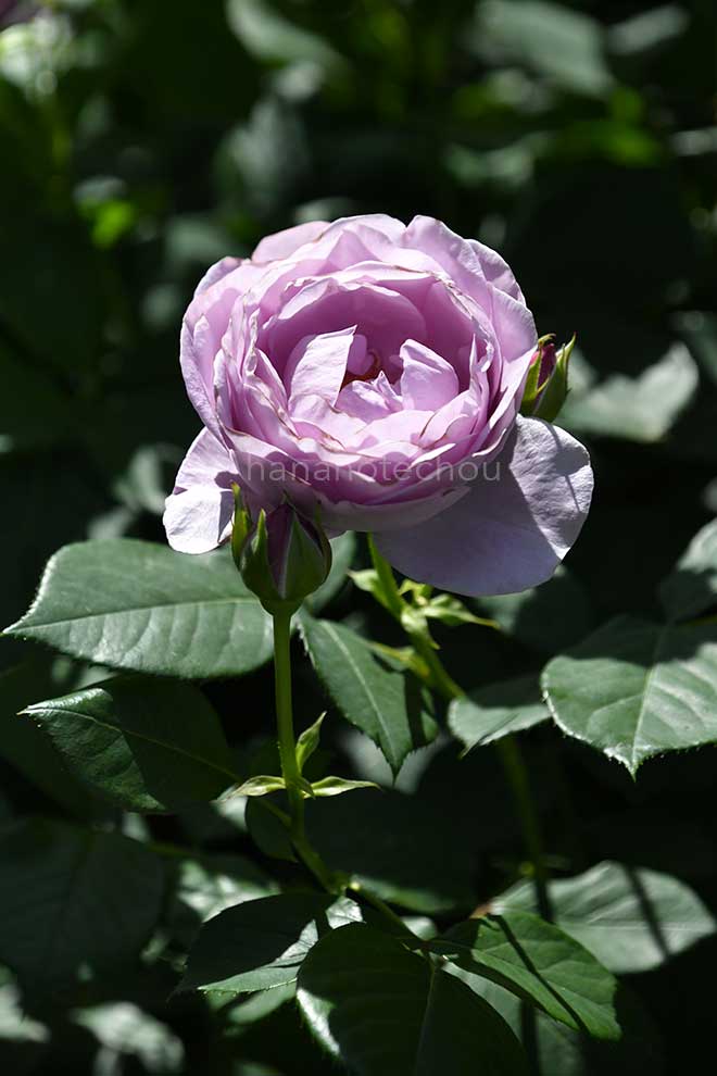 バラ しのぶれど｜花の手帖の薔薇図鑑