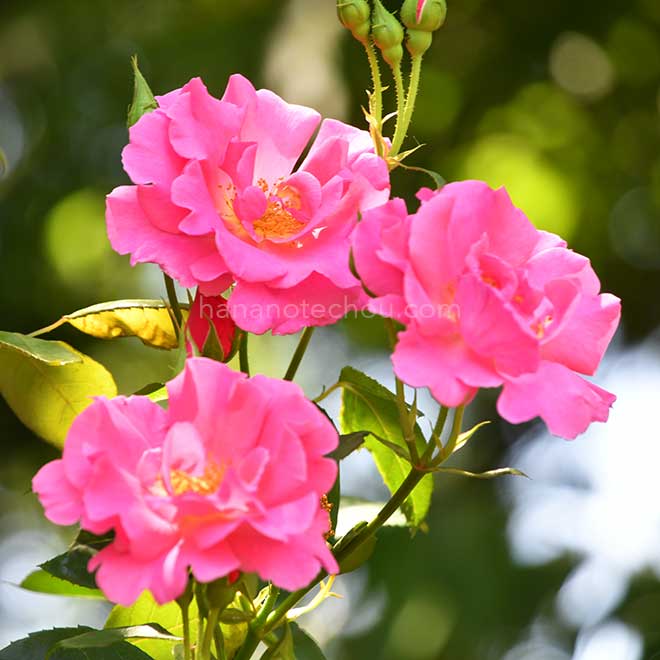 バラ サークロー｜花の手帖のバラ図鑑