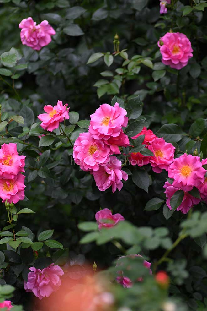 バラ サークロー｜花の手帖のバラ図鑑