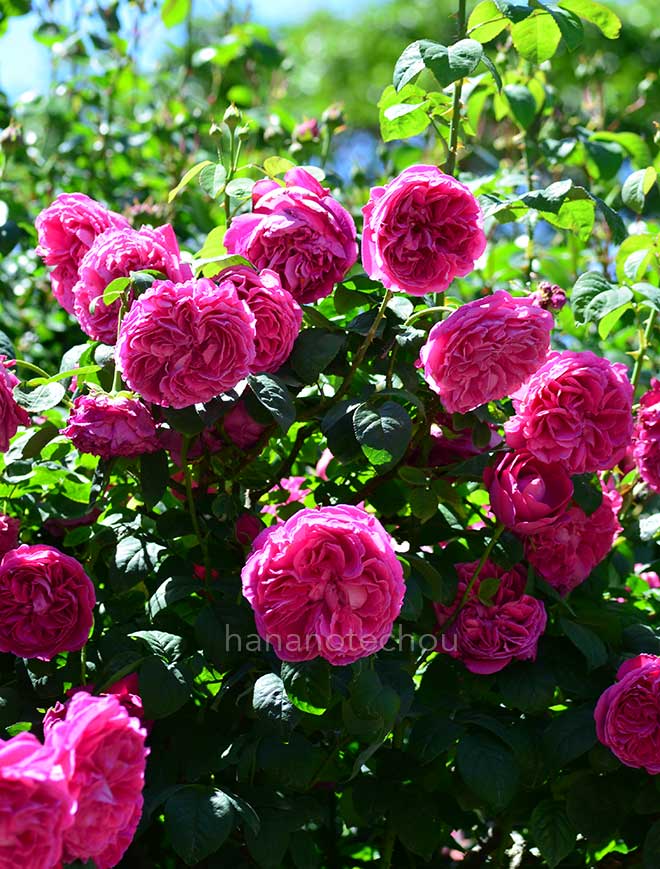 バラ サー エドワード エルガー｜花の手帖の薔薇図鑑