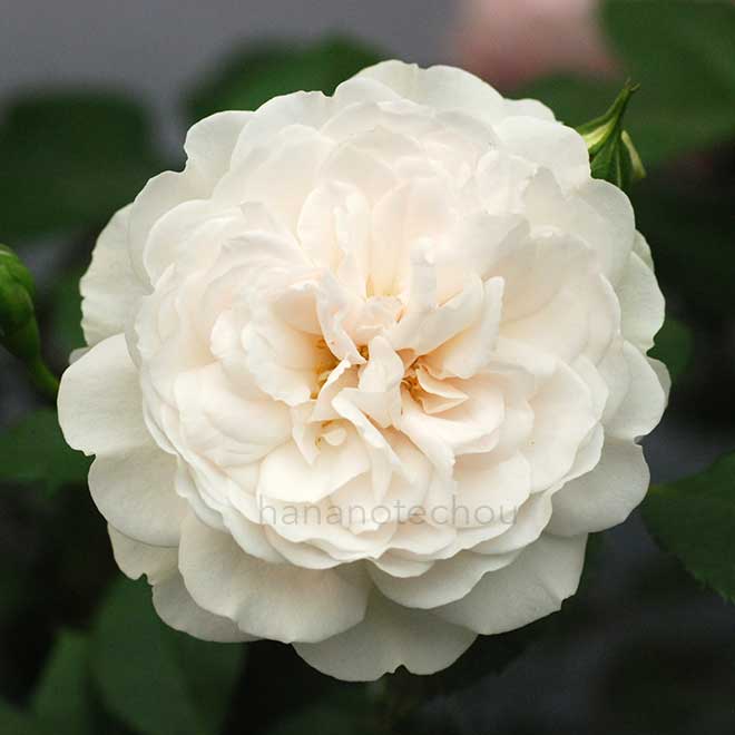 バラ サー ガラハット|花の手帖の薔薇図鑑