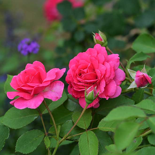 バラ サージョンベッジャマン｜花の手帖の薔薇図鑑