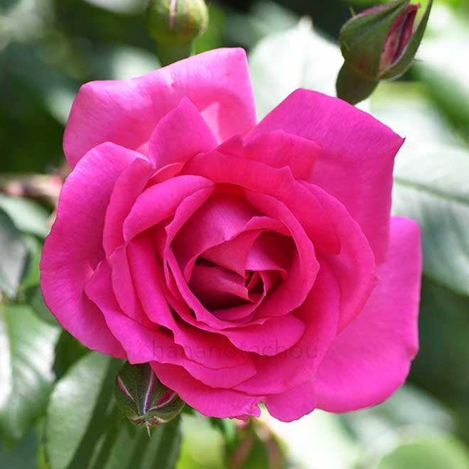 バラ サーポールスミス|花の手帖のバラ図鑑