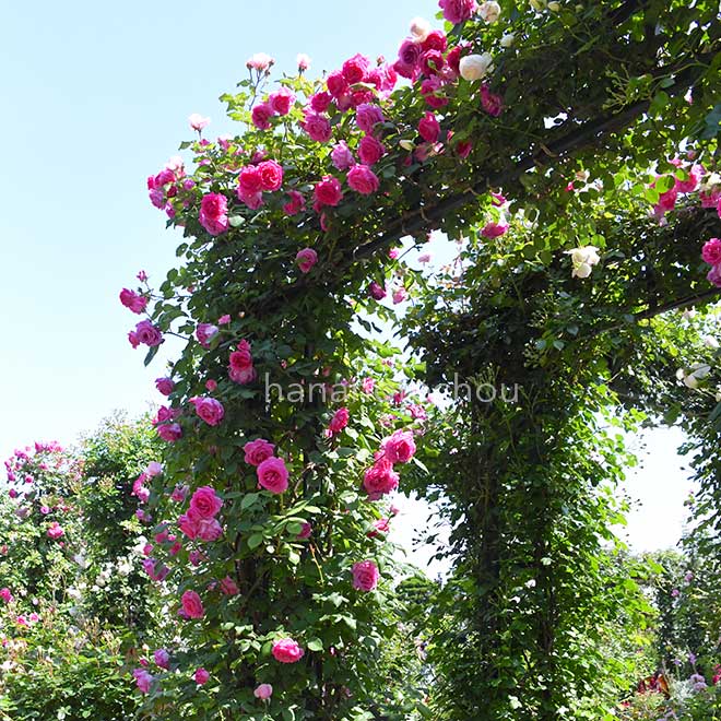 バラ サーポールスミス|花の手帖のバラ図鑑