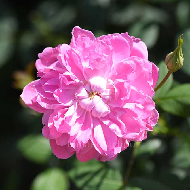 バラ サー ウォルター スコット|花の手帖の薔薇図鑑