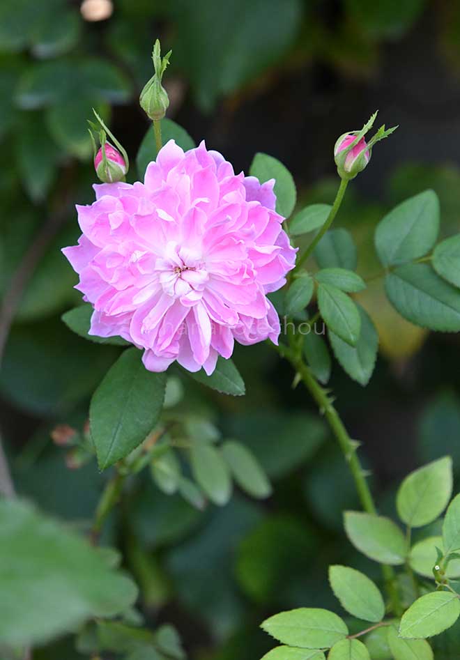 バラ サー ウォルター スコット|花の手帖の薔薇図鑑