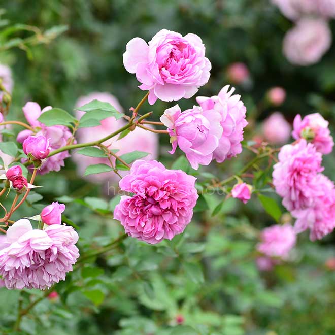 バラ シスター エリザベス｜花の手帖の薔薇図鑑