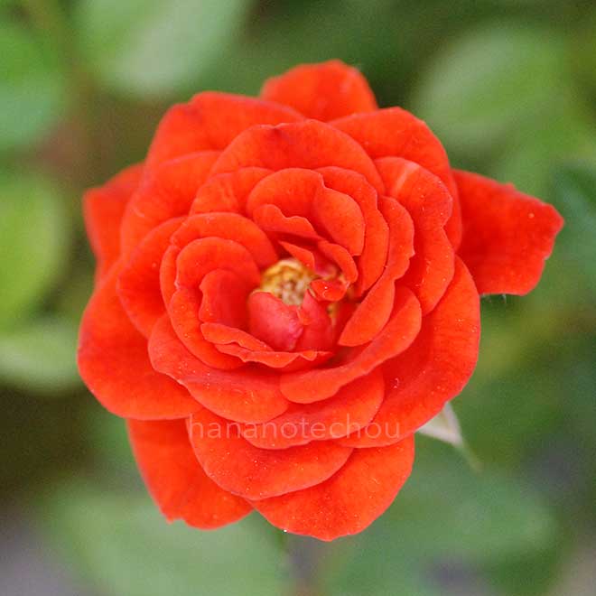 バラ 七福神｜花の手帖の薔薇図鑑