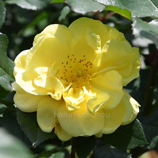 バラ スマイルハニーローズ／くまのプーさん｜花の手帖の薔薇図鑑