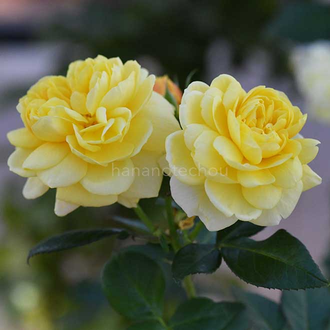 バラ スマイルハニーローズ／くまのプーさん｜花の手帖の薔薇図鑑