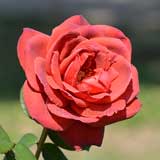 バラ スモーキー｜花の手帖の薔薇図鑑