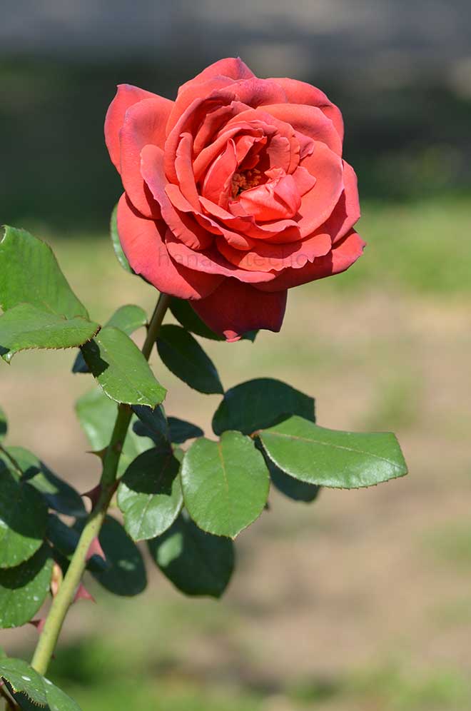 バラ スモーキー｜花の手帖の薔薇図鑑