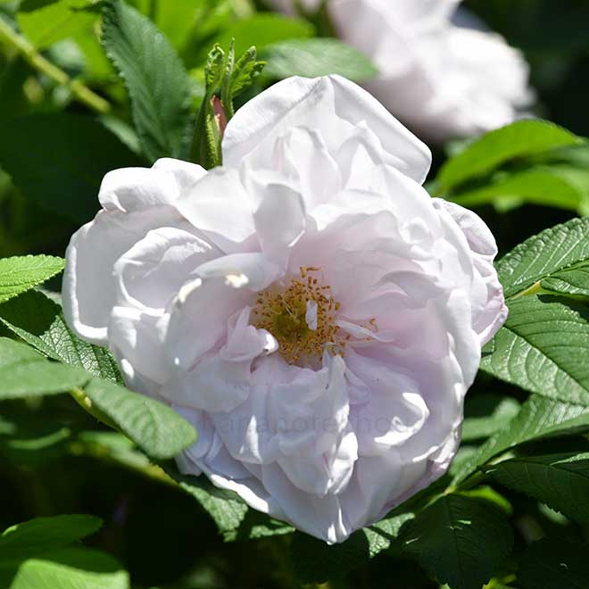 バラ スノーペイブメント｜花の手帖の薔薇図鑑