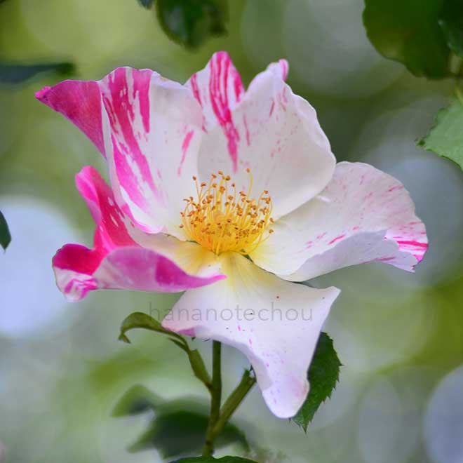バラ ソアリング スピリッツ｜花の手帖の薔薇図鑑