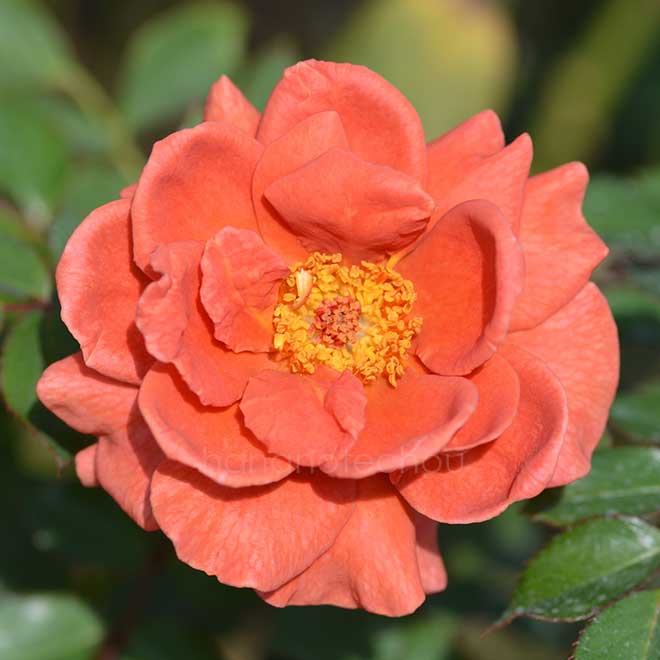 バラ ソワレ｜花の手帖の薔薇図鑑