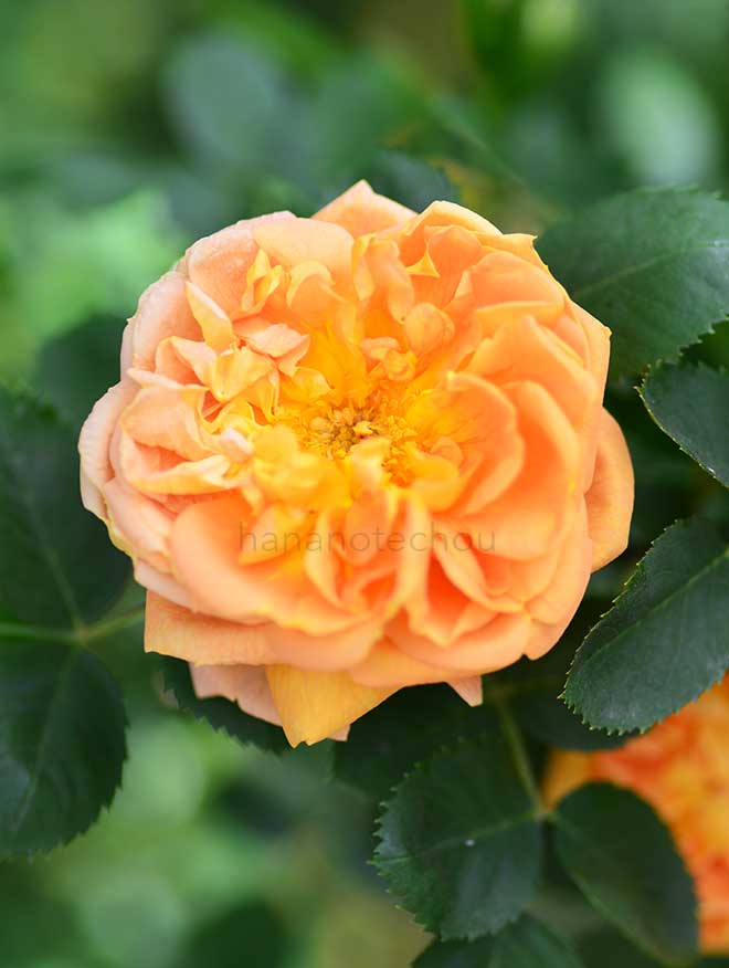 バラ ソレイユドール｜花の手帖の薔薇図鑑