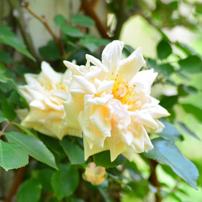 バラ ソルファタール｜花の手帖の薔薇図鑑