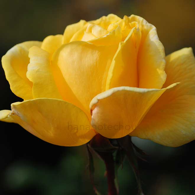 バラ ソリドール｜花の手帖の薔薇図鑑