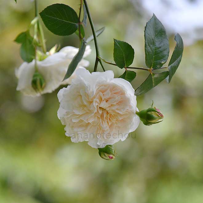 バラ ソンブロイユ｜花の手帖の薔薇図鑑
