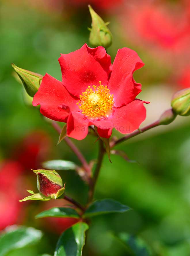 バラ |花の手帖の薔薇図鑑