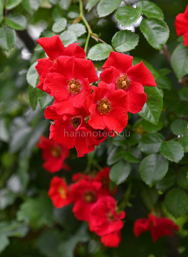 バラ |花の手帖の薔薇図鑑