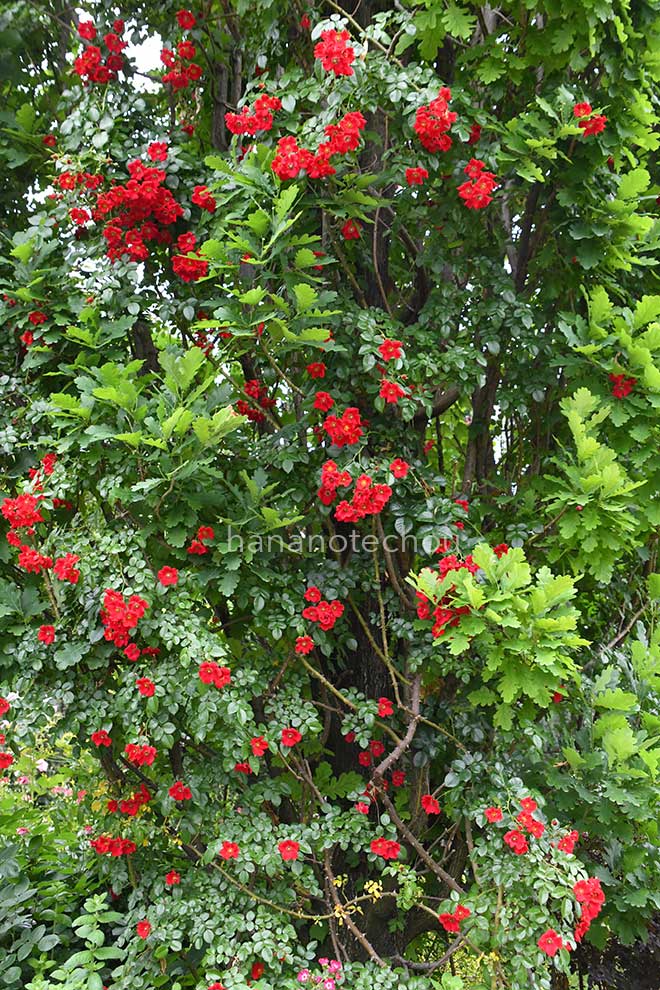 バラ |花の手帖の薔薇図鑑
