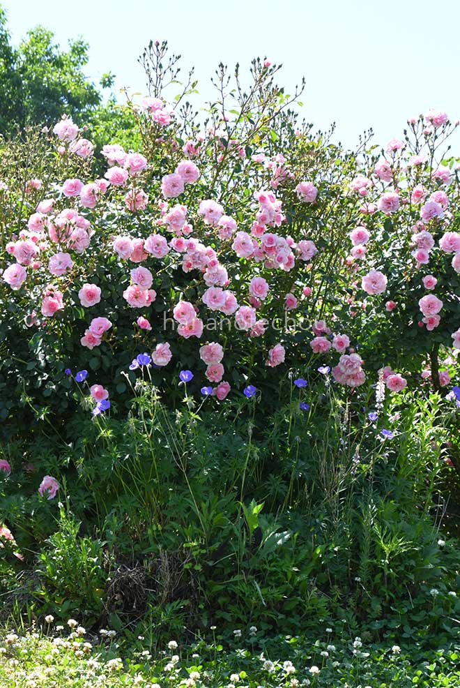 バラ サマーモルゲン｜花の手帖の薔薇図鑑