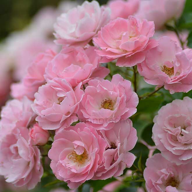 バラ ゾンマービント|花の手帖の薔薇図鑑