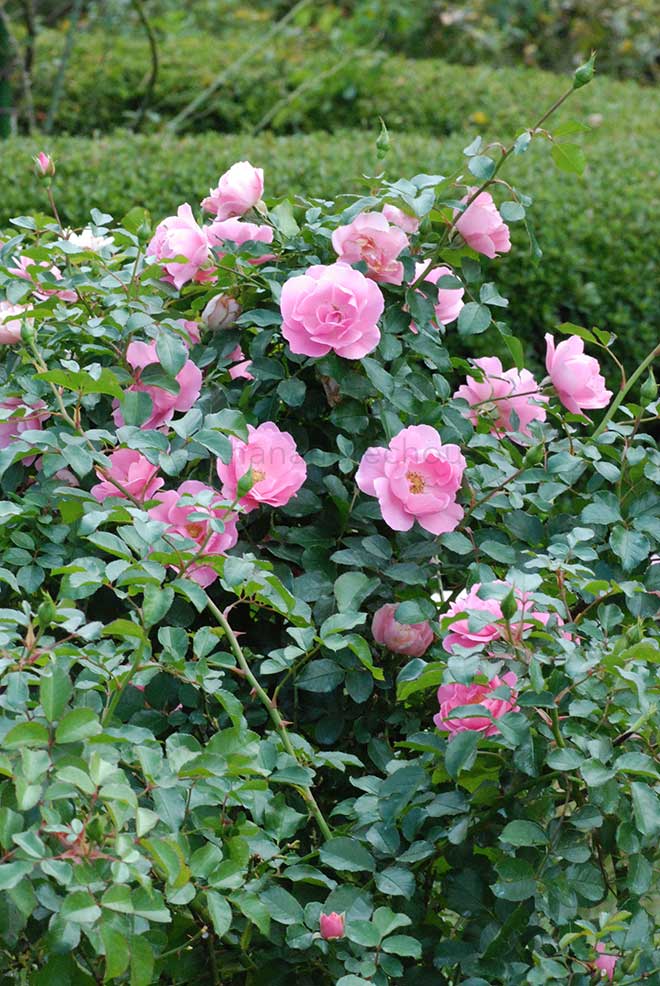 バラ ゾンマービント|花の手帖の薔薇図鑑