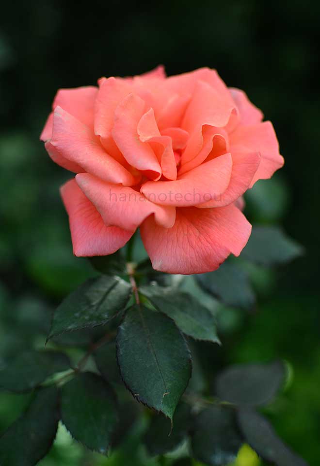 バラ ソング アンド ダンス
|花の手帖の薔薇図鑑