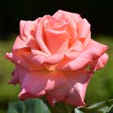 バラ ソニア｜花の手帖の薔薇図鑑