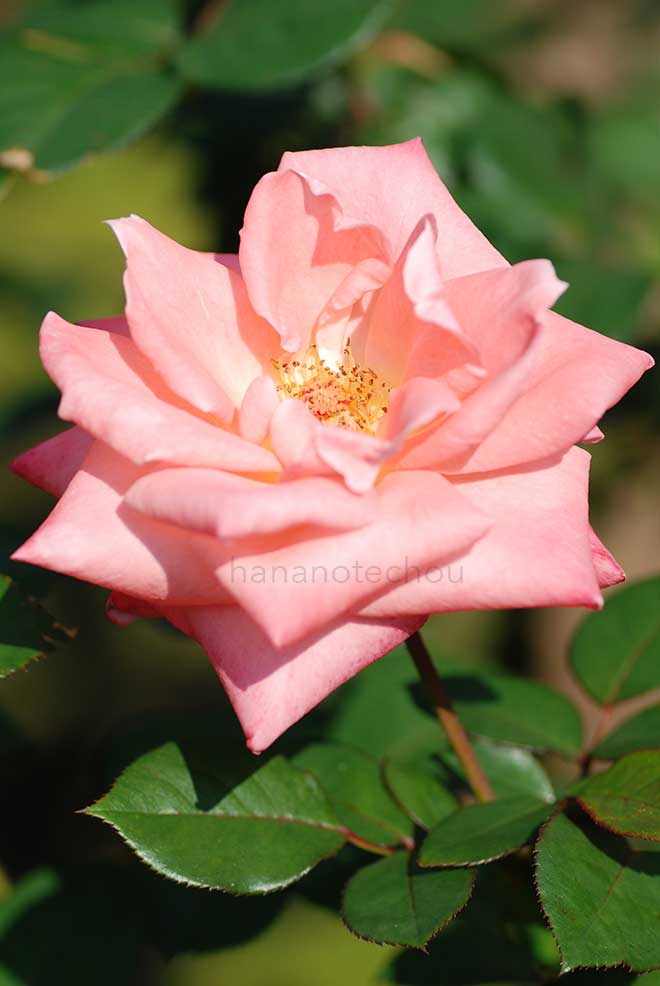 バラ ソニア｜花の手帖の薔薇図鑑