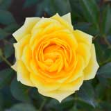 バラ ゾンネキント｜花の手帖の薔薇図鑑