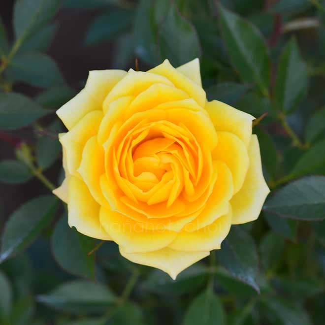 バラ ゾンネキント｜花の手帖の薔薇図鑑