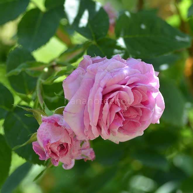 バラ ソフィー ド バビエール｜花の手帖の薔薇図鑑
