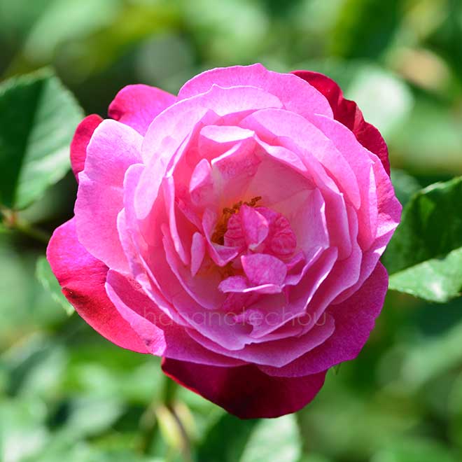 バラ |花の手帖の薔薇図鑑