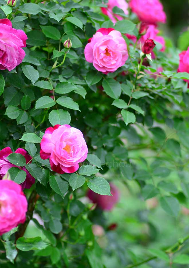 バラ |花の手帖の薔薇図鑑