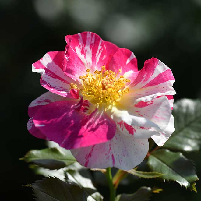 バラ ソルベフランボワーズ｜花の手帖の薔薇図鑑