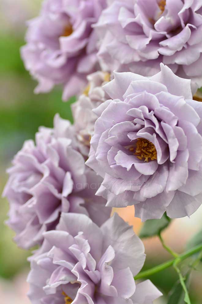 バラ 爽｜花の手帖の薔薇図鑑