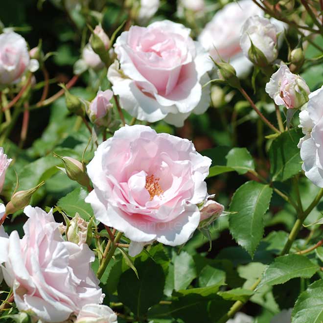 バラ 早春｜花の手帖の薔薇図鑑