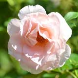 バラ サザン ホープ|花の手帖の薔薇図鑑